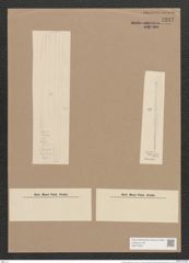 Synedra laevigata Grun. (de-Toni-Nr.: Genus 66, Species 2587) Zeichnungen Sammlung Grunow Nr. 5247 (NHMW-BOT-W0373623)